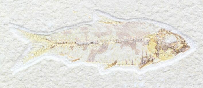 Bargain Knightia Fossil Fish - Wyoming #42379
